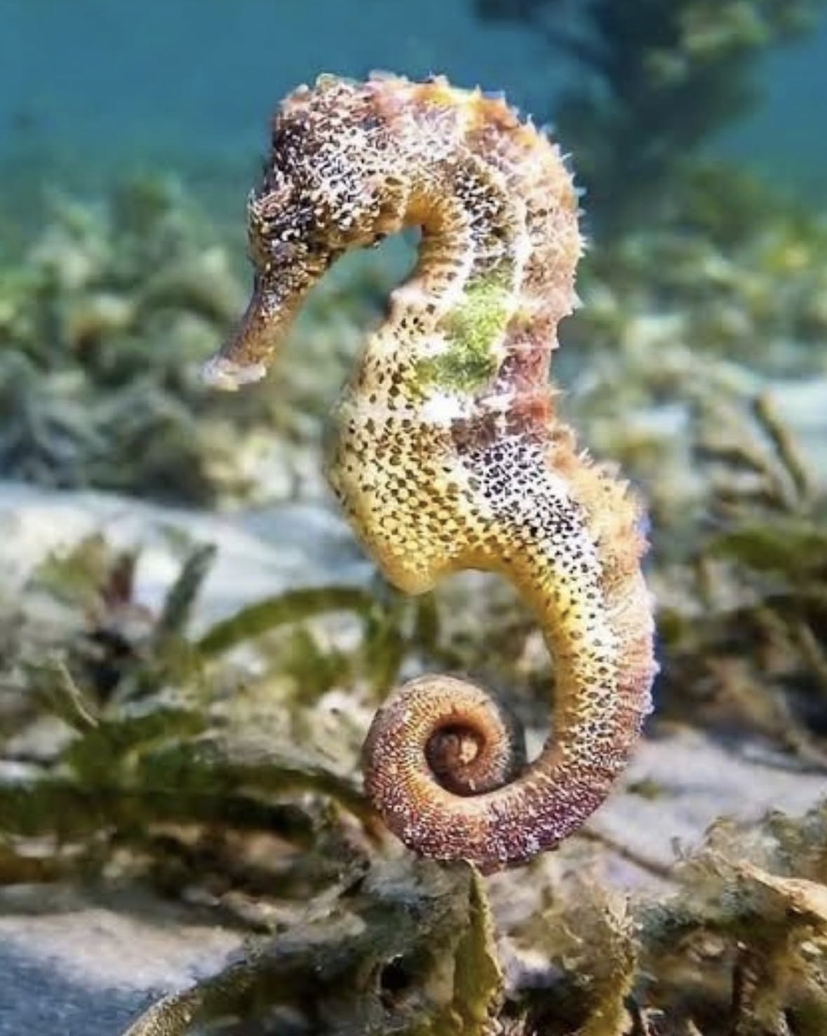 Seahorse fact